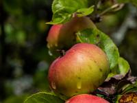 Reife Äpfel mit Regentropfen